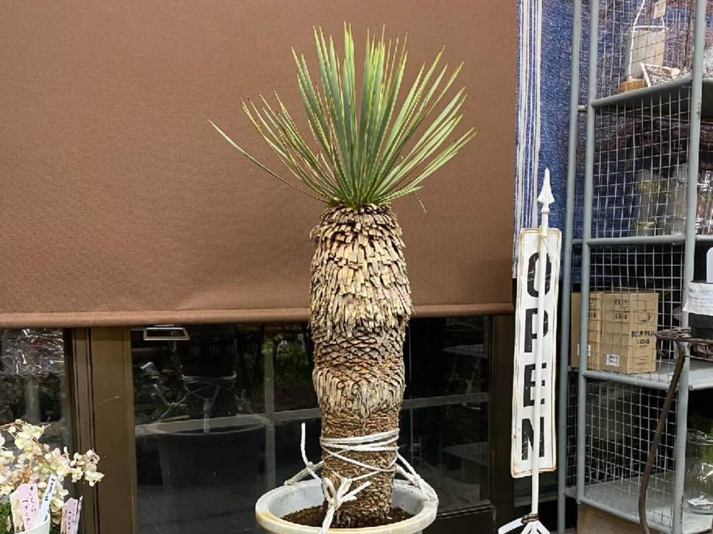 ユッカ・ロストラータ