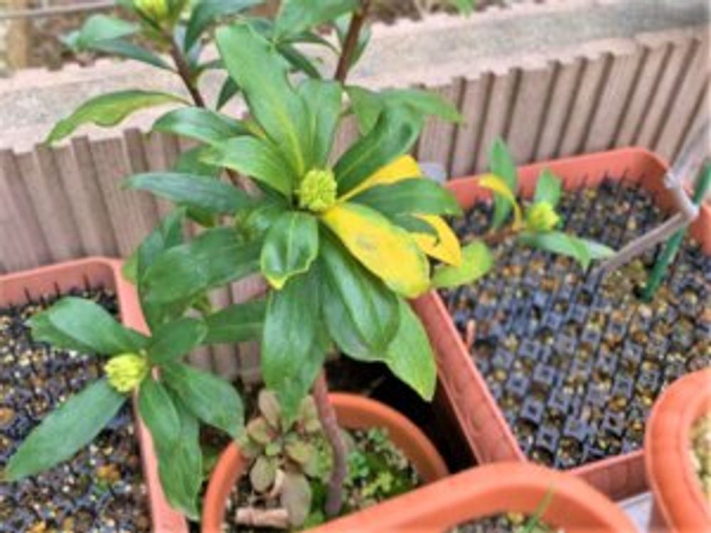 沈丁花　鉢植え