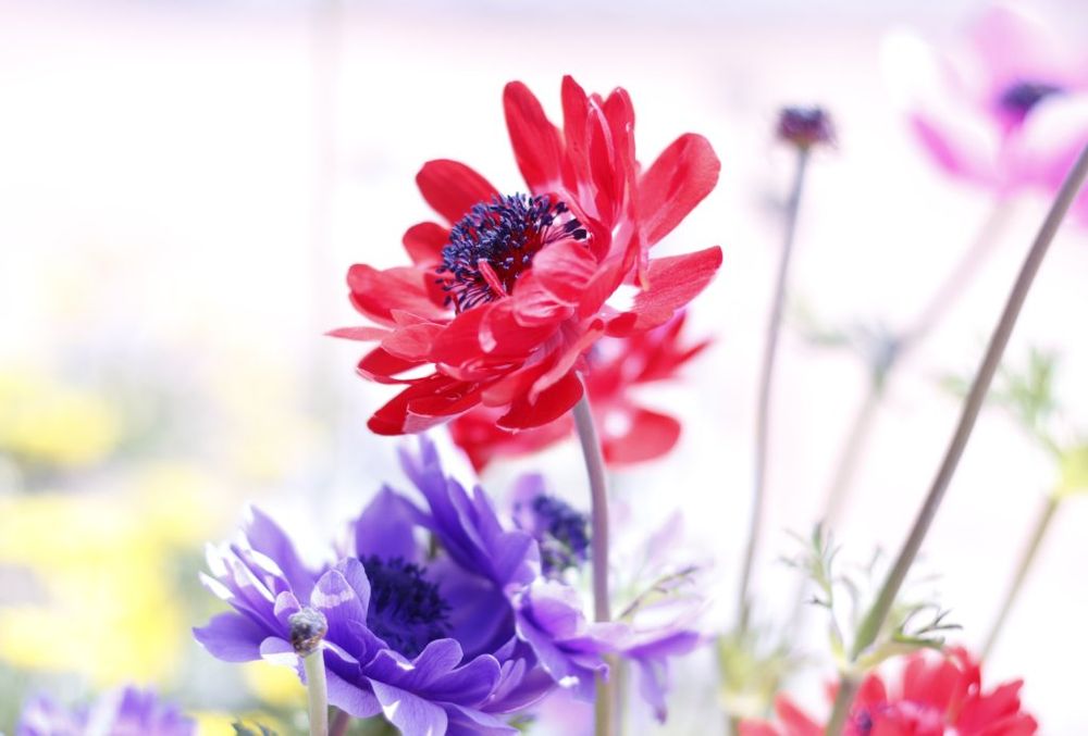 アネモネ 春の季節に咲く花