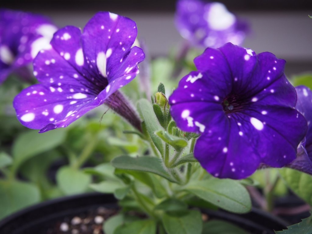 ペチュニア・ナイトスカイ　紫色の花