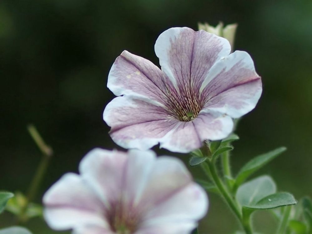 ペチュニア・モンローウォーク