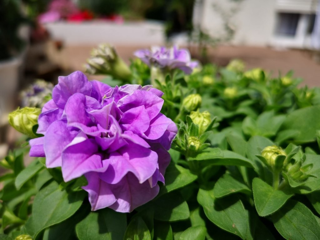 ペチュニア・ドレスアップ　紫色の花