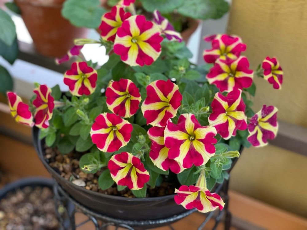 ペチュニア・アモーレ　赤い花