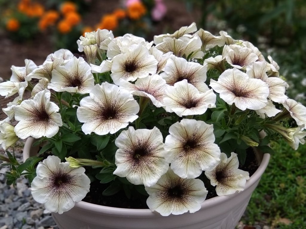 ペチュニア・カプチーノ　鉢植え　白い花