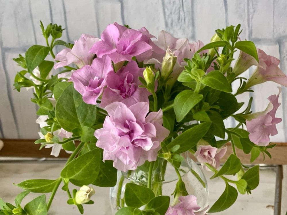 ペチュニア・バニラ　ピンク色の花　ガラス瓶