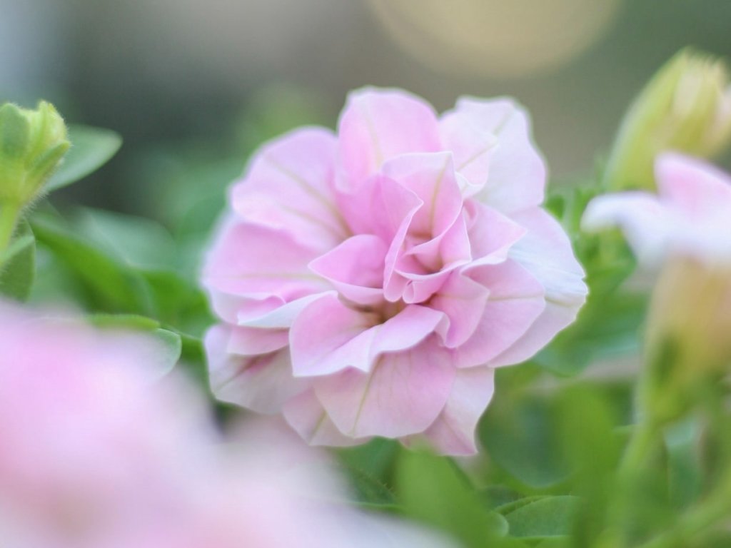 ペチュニア・ヴァンサンカン　ピンク色の花