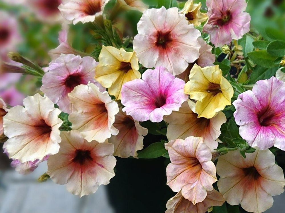 ペチュニア・ステファニー　カラフルな花　鉢植え