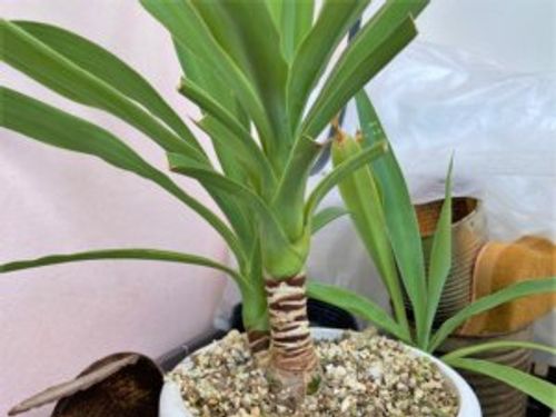 ユッカ 青年の木 を揷し木で増やそう 時期や方法 成功させるポイントは Greensnap グリーンスナップ