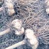 ユリ根には毒がある？栄養や効能、食べ方や保存方法は？の画像