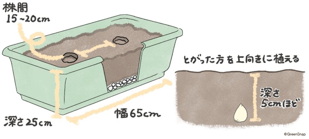 ニンニク プランター 種まき 植え方 イラスト