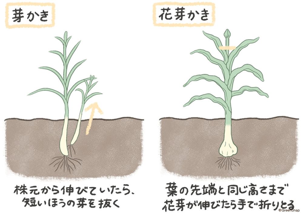ニンニク 芽かき 花芽かき イラスト