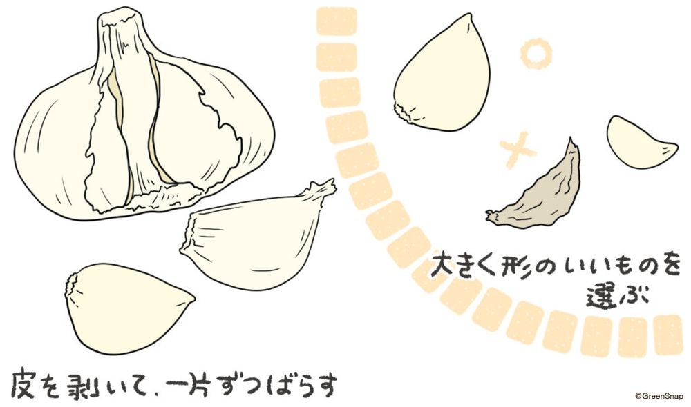 ニンニク 種玉 球根 準備 イラスト