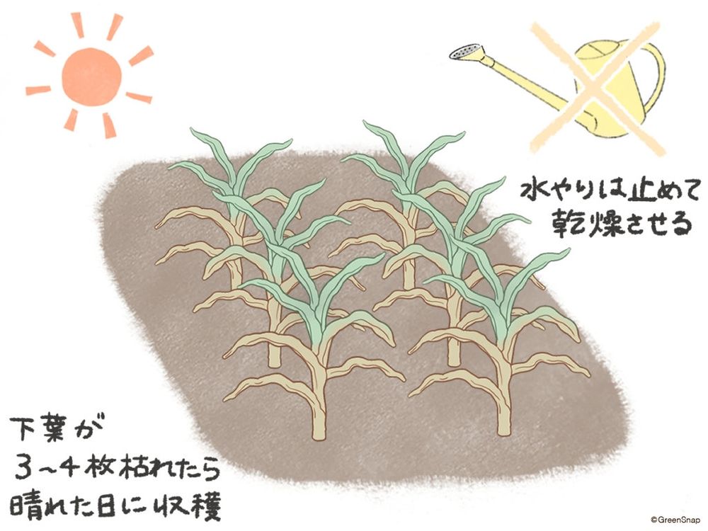 ニンニク 収穫 イラスト