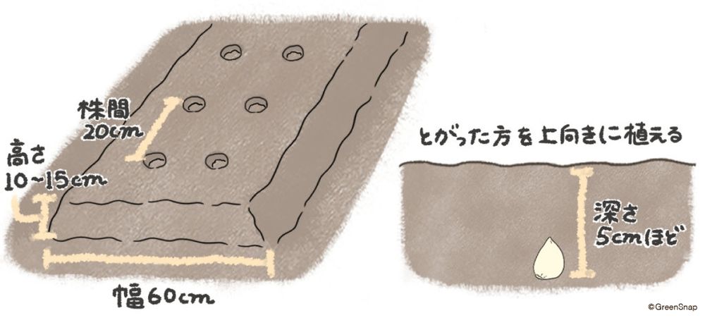 ニンニク 畑 種まき 植え方 イラスト