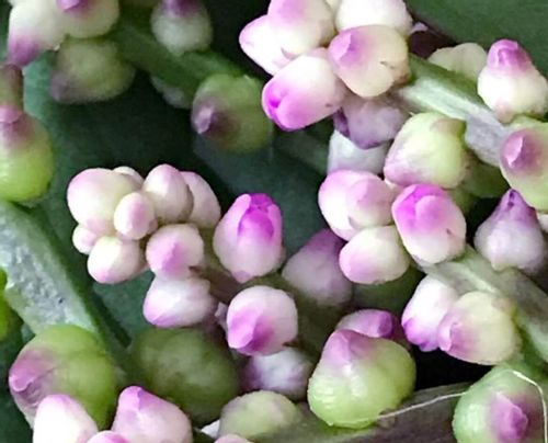 ツルムラサキには毒性があるの 食べ方や下処理方法は Greensnap グリーンスナップ ツルムラサキには毒性があるの 食べ方や下処理方法は Greensnap グリーンスナップ