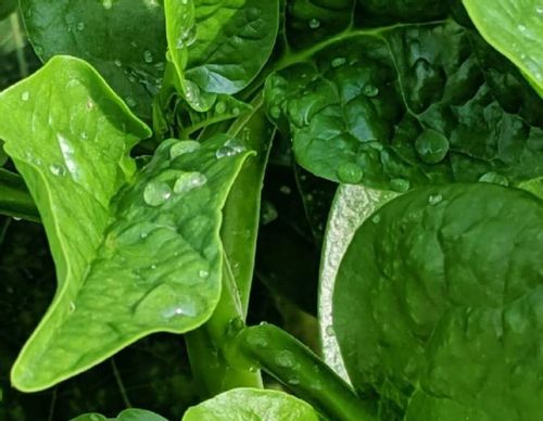 ツルムラサキには毒性があるの 食べ方や下処理方法は Greensnap グリーンスナップ