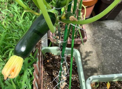 ズッキーニの立体栽培の方法やメリット うまく栽培するポイントは Greensnap グリーンスナップ
