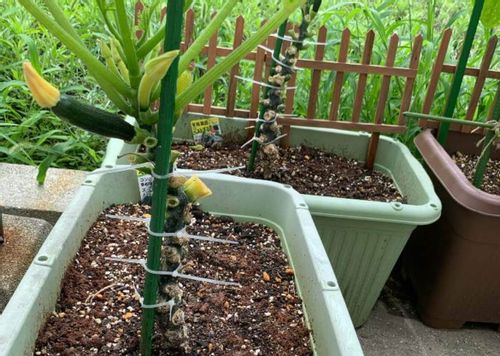 ズッキーニの立体栽培の方法やメリット うまく栽培するポイントは Greensnap グリーンスナップ