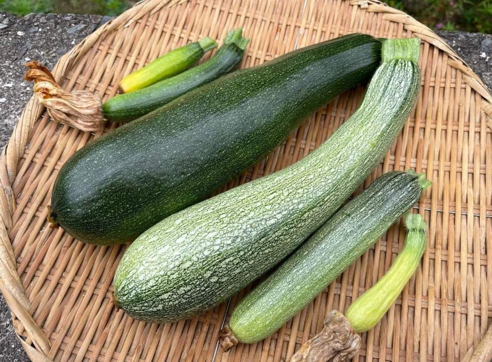 ズッキーニ　立体栽培