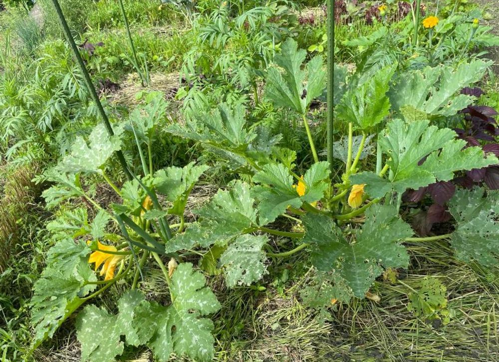ズッキーニ　立体栽培