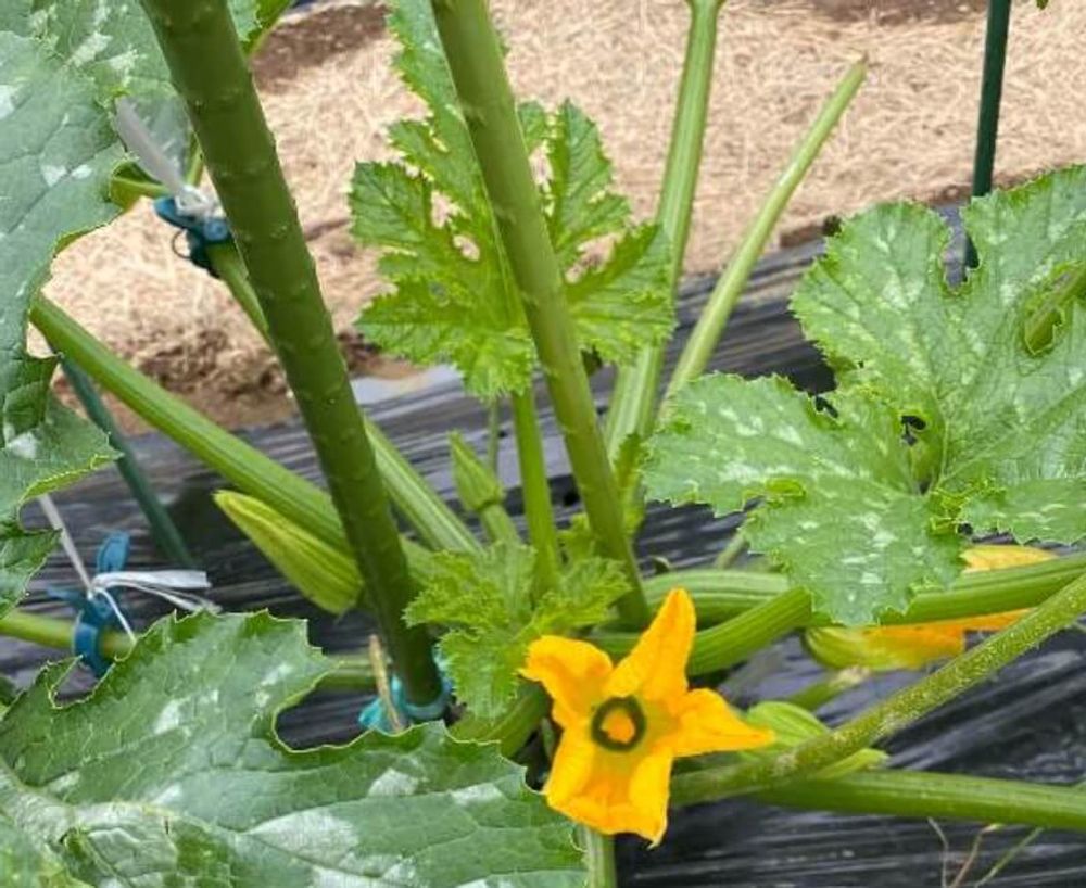 ズッキーニ　立体栽培