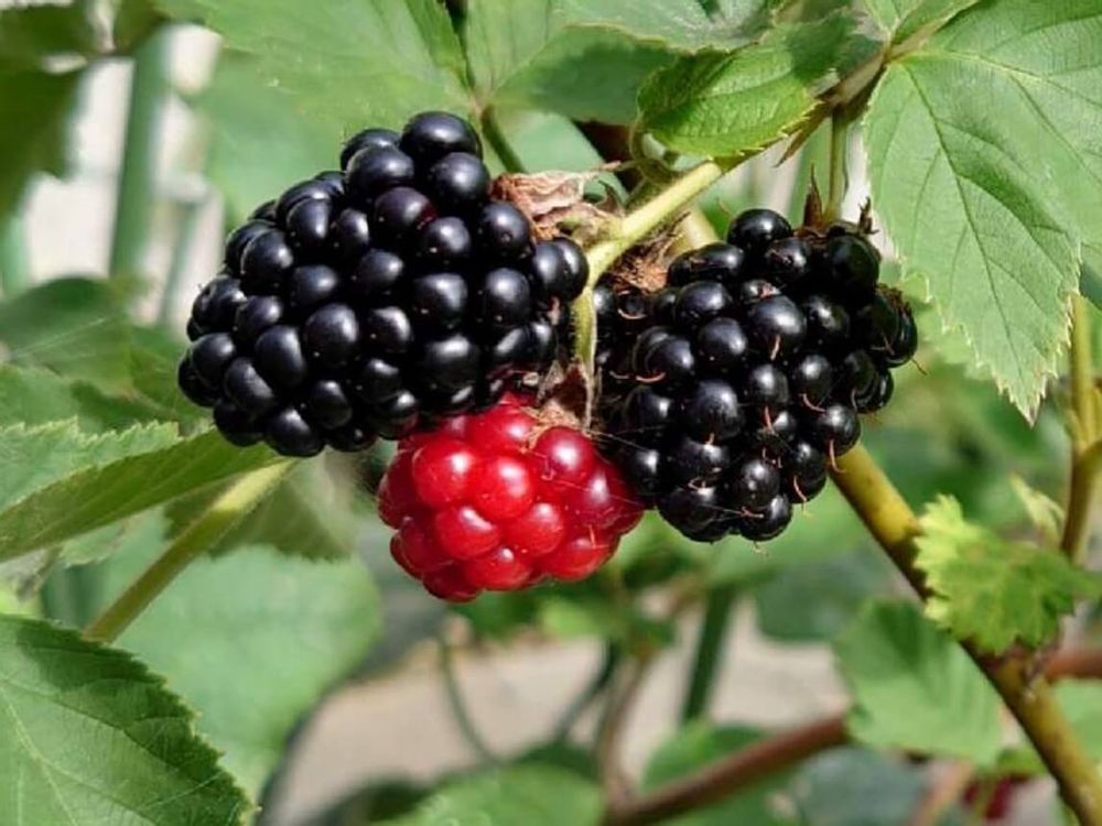 ブラックベリー