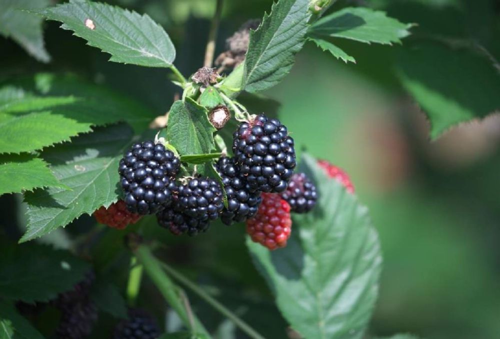 ブラックベリー