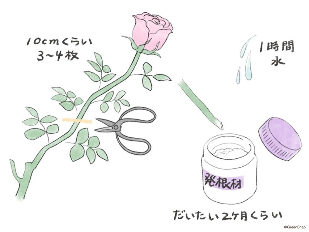 バラ 挿し木 イラスト