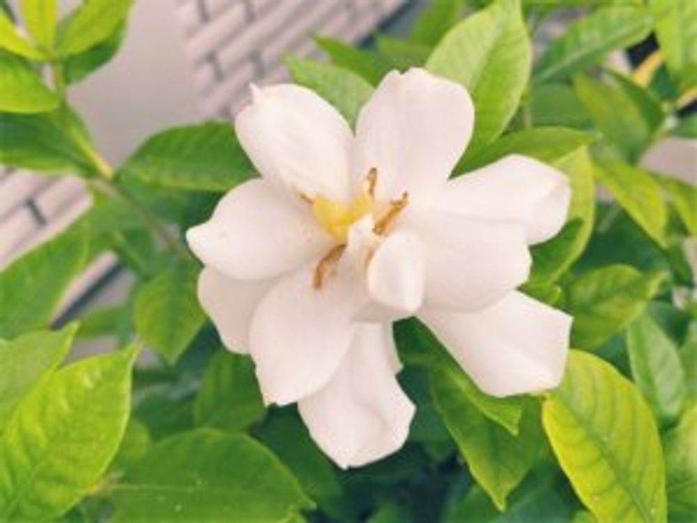 クチナシ　八重咲き