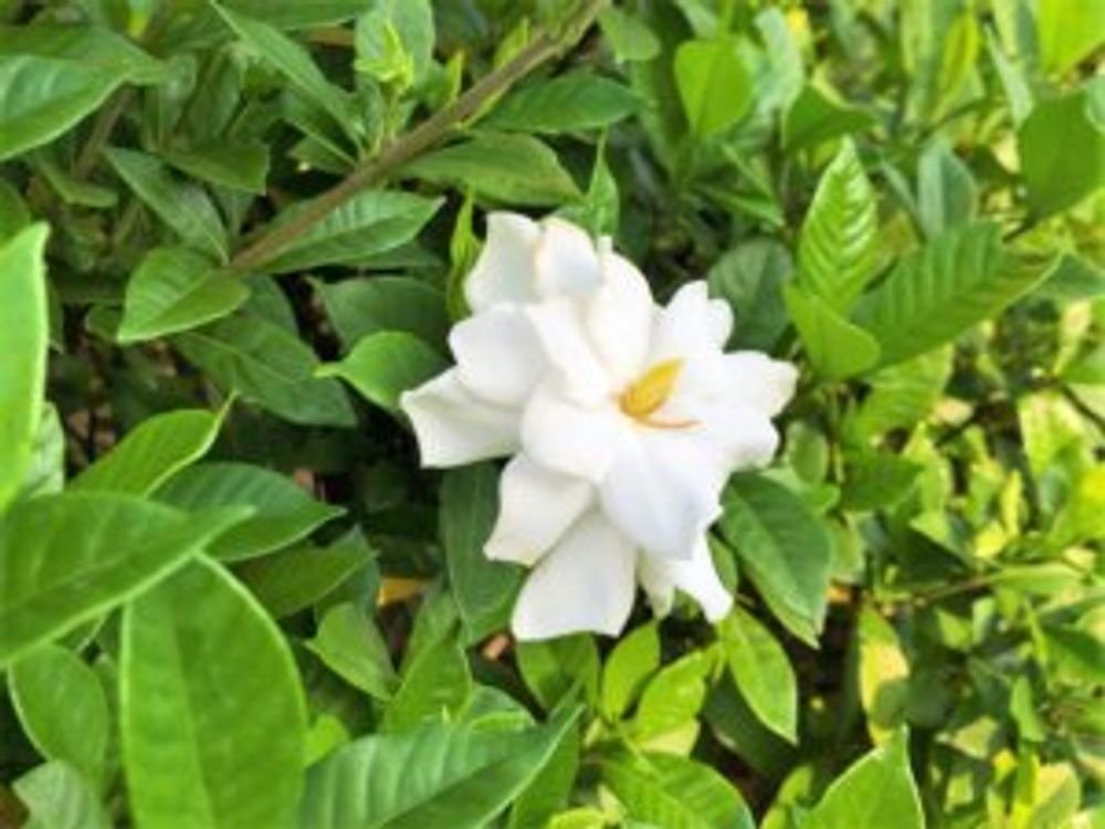 クチナシ　八重咲き　葉