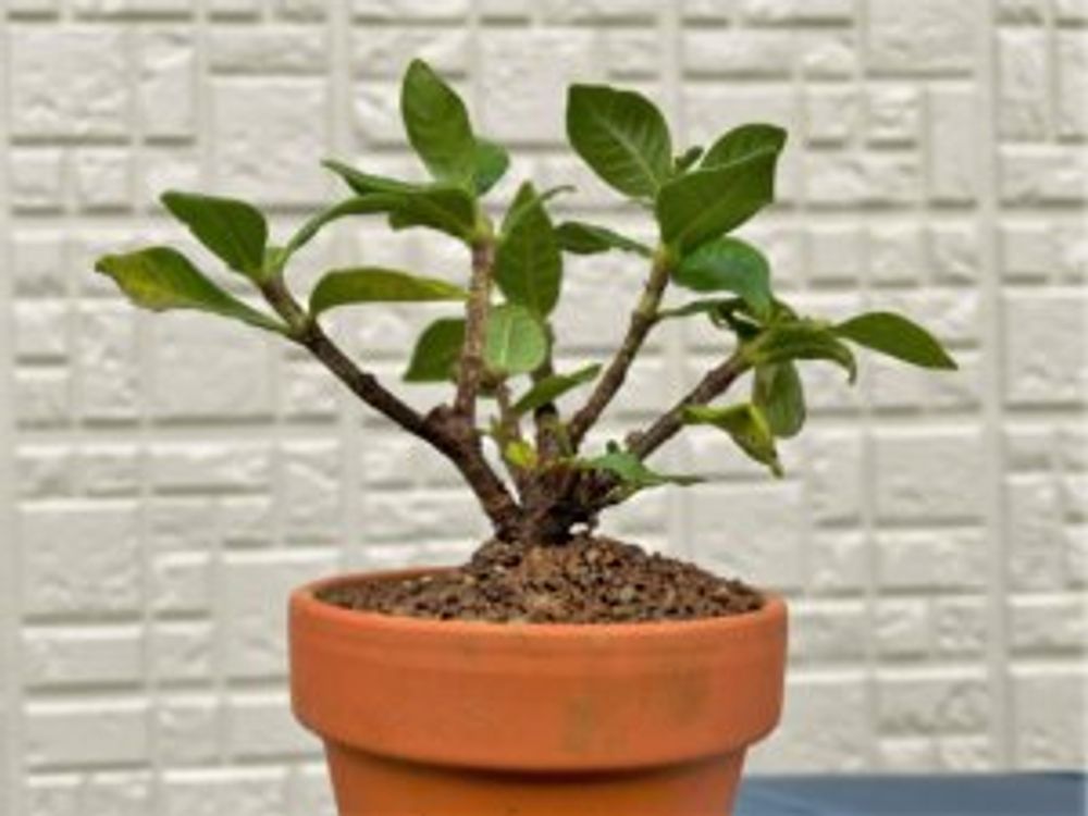 クチナシ　鉢植え