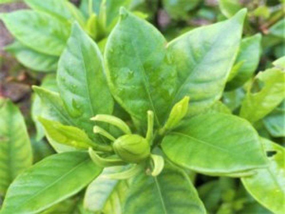 クチナシ　大きい葉　