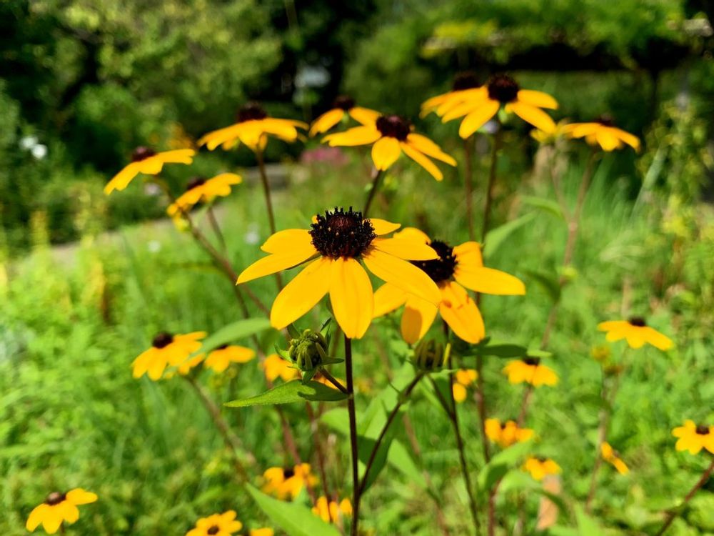 ルドベキア・フルキダ　黄色い花　地植え