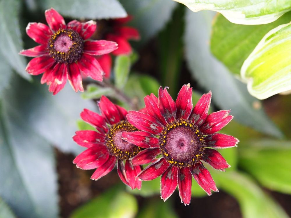 ルドベキア・チェリーブランデー　赤い花