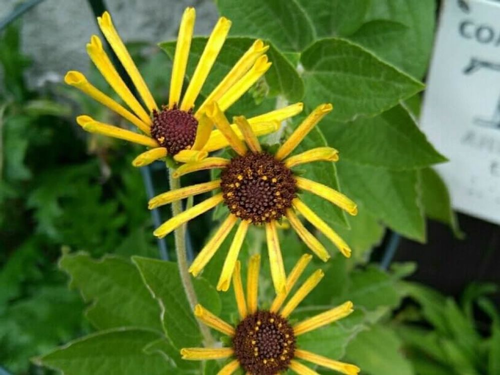 ルドベキア・リトルヘンリー　黄色い花　地植え