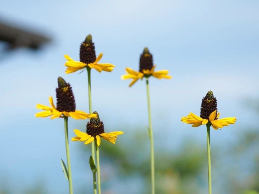 ルドベキア・マキシマ　黄色い花　青空