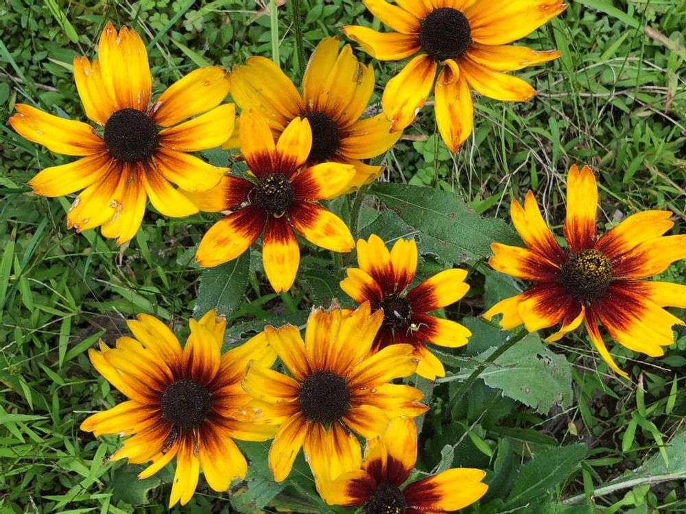 ルドベキア・ヒルタ　黄色い花　地植え