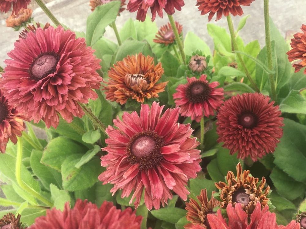 ルドベキア・ルビールビー　赤い花