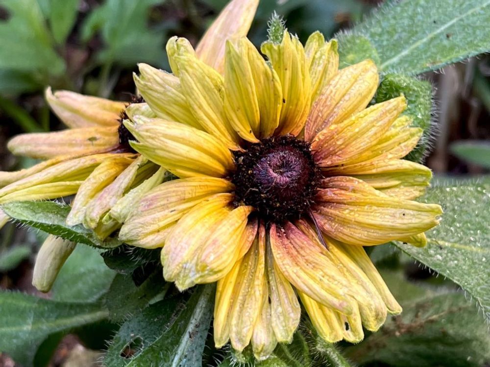 ルドベキア・キャラメルミックス　黄色い花　地植え