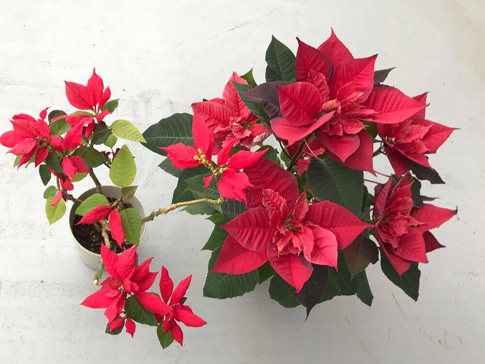 ポインセチアの花言葉 クリスマスに飾る意味は 何色の種類がある Greensnap グリーンスナップ