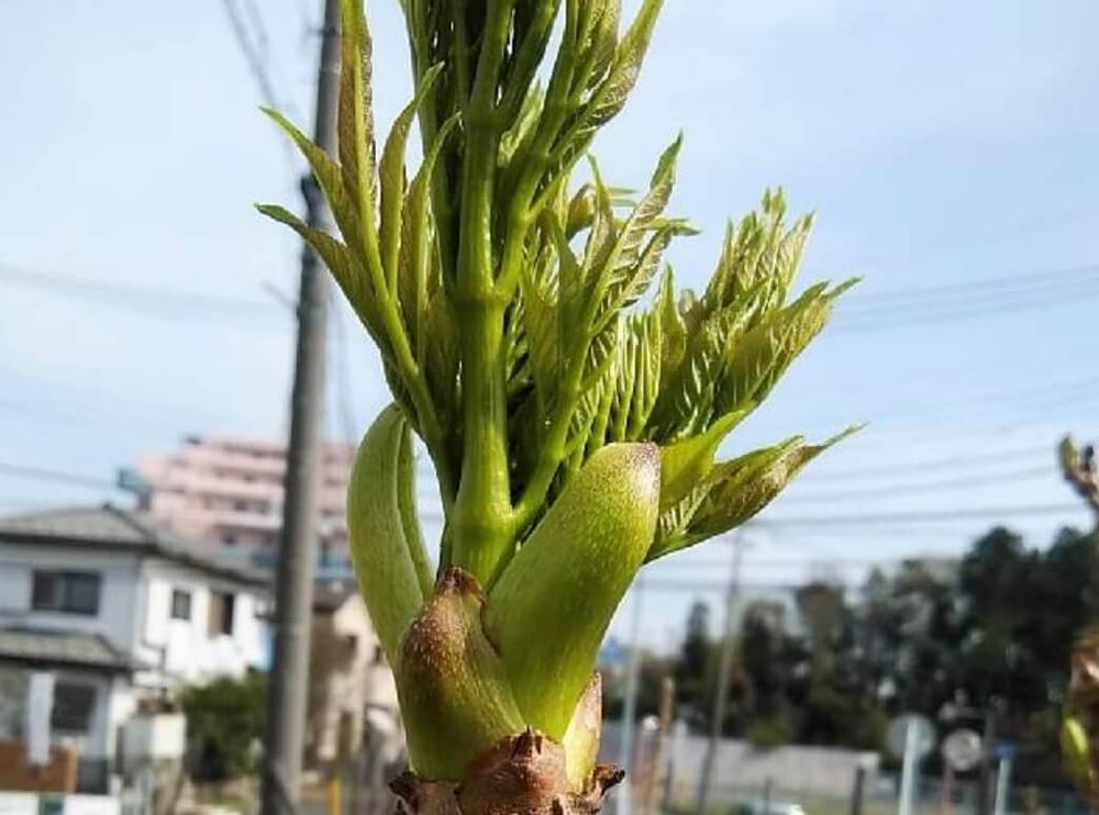 タラの芽