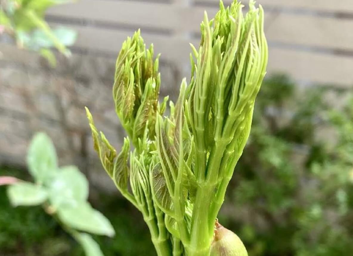 たら の 芽毒, タラの芽 うるし 見分け方