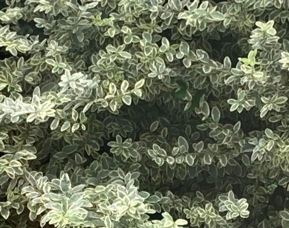 シルバープリペット