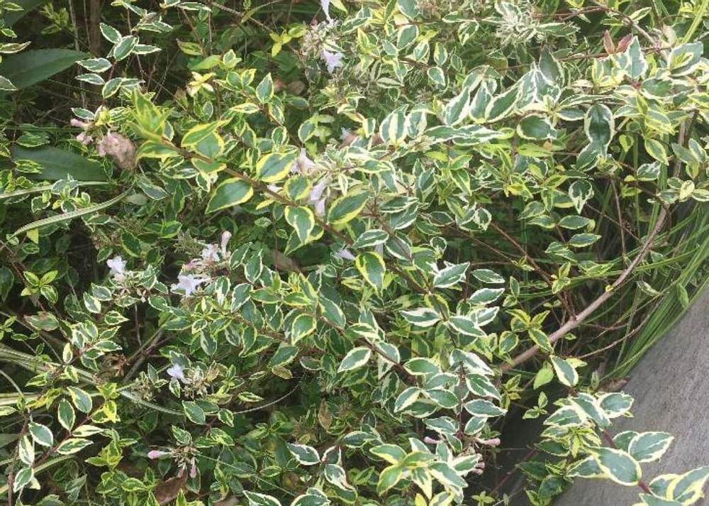 シルバープリペット