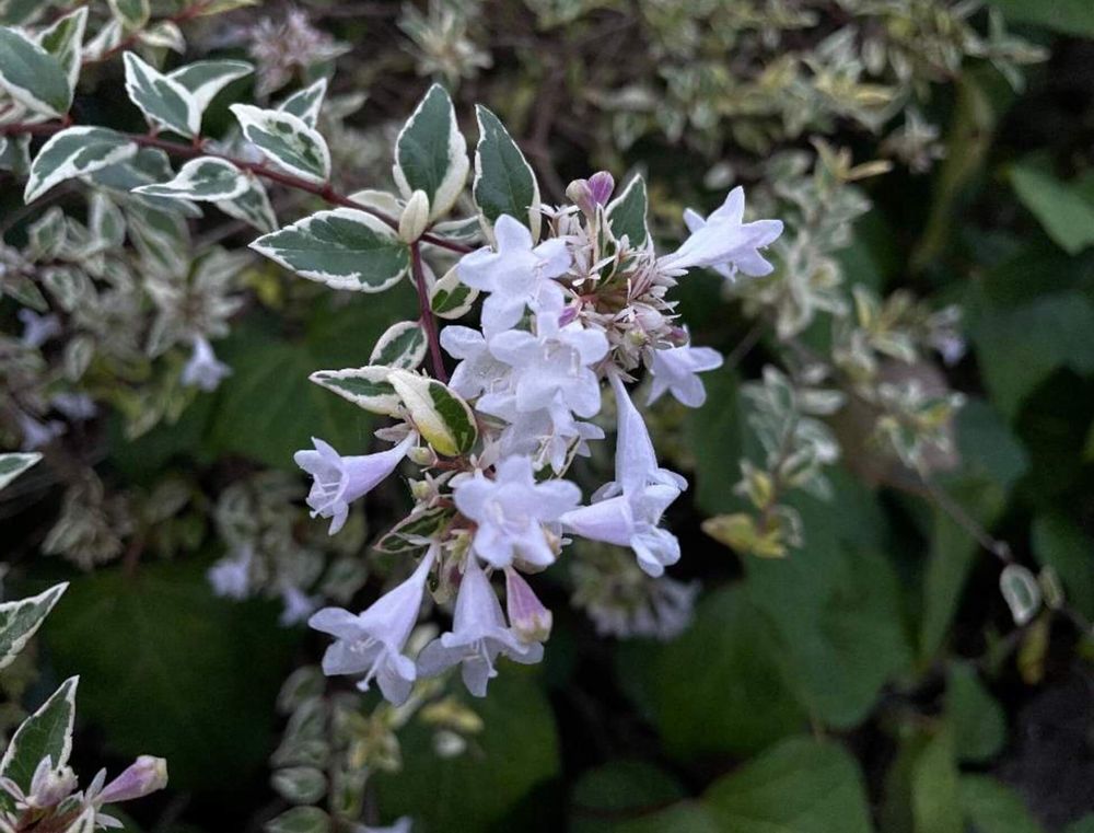 シルバープリペット