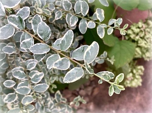 シルバープリペットとは 生垣にすると後悔するの プリペットとの違いは Greensnap グリーンスナップ シルバープリペットとは 生垣にすると後悔するの プリペットとの違いは Greensnap グリーンスナップ
