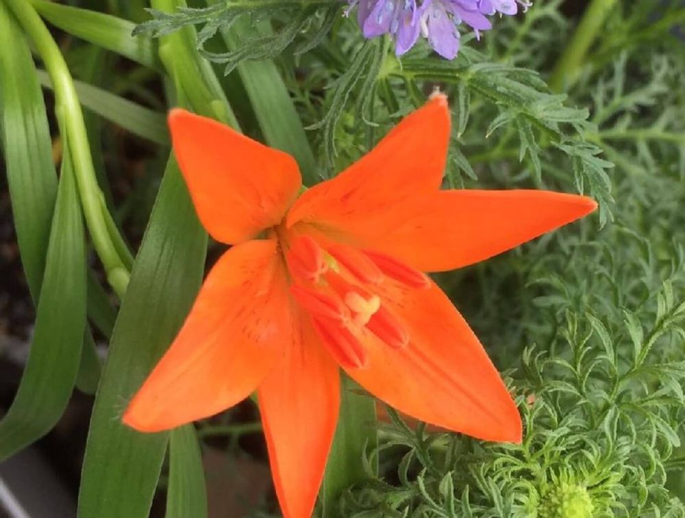 ミチノクヒメユリ