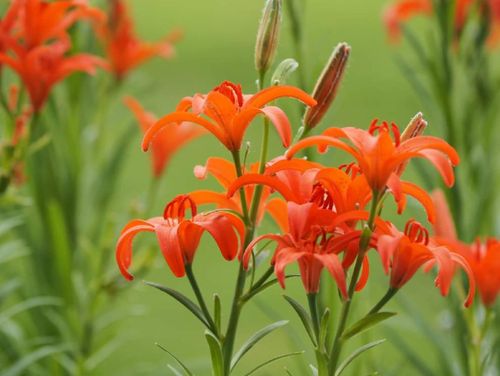 ヒメユリとは オレンジ以外の花を咲かせる種類はある 花言葉は Greensnap グリーンスナップ ヒメユリとは オレンジ以外の花を咲かせる種類はある 花言葉は Greensnap グリーンスナップ