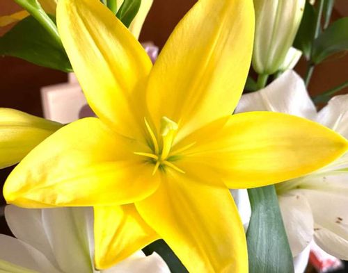 ヒメユリとは オレンジ以外の花を咲かせる種類はある 花言葉は Greensnap グリーンスナップ ヒメユリとは オレンジ以外の花を咲かせる種類はある 花言葉は Greensnap グリーンスナップ