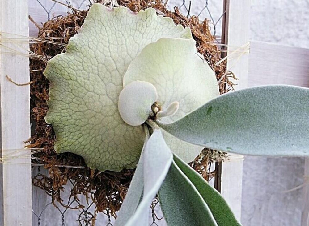 ビカクシダ　ビーチー　コウモリラン